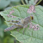 Grasshopper (nymph)