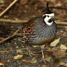 Bobwhite cross California Quail