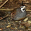 Bobwhite cross California Quail