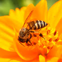 bee