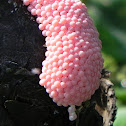 Apple Snail Eggs