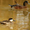 Ruddy Duck