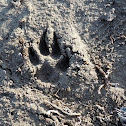 Coyote