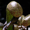 California pitcher plant