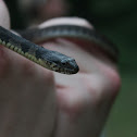 Blotched Watersnake