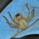 Golden Huntsman Spider