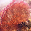 Sea Fan