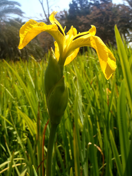 Lirio amarillo, Yellow iris | Project Noah