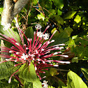 Starburst Bush or Shooting Star