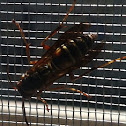 Hornet