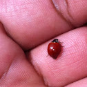 Lady bug (catarina)