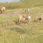 Bighorn Sheep