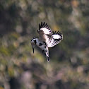 Pied Kingfisher