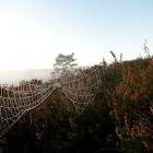 Spiderweb