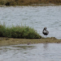 Golden plover