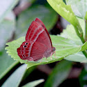 Plum Judy 蛇目褐蜆蝶