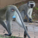 Vervet monkey