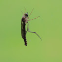 Wormlion Fly