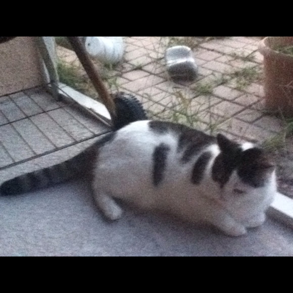 Spotting Image 1