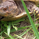 Three-toed box turtle