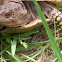 Three-toed box turtle