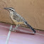 Cactus Wren