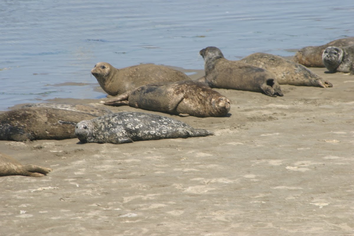 Harbor seals