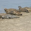 Harbor seals