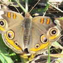 Common Buckeye