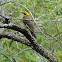 Campo Flicker