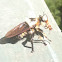 Giant Robber Fly