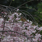 Cardinal