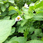 Potato flower 