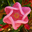 Oleander (flowers)