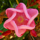 Oleander (flowers)