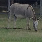 Mule