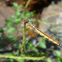 Crimson Marsh Glider - female
