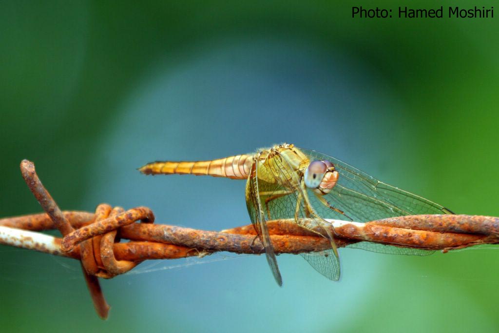 Odonata