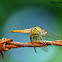 Odonata