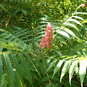 Staghorn Sumac