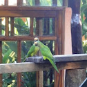 Peach-fronted Parakeet