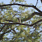 Acacia Pied Barbet
