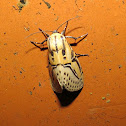 Hieroglyphic moth