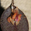 Lepanthes orchid