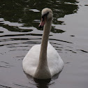 mute swan