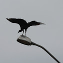 American black vulture