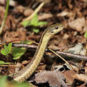 Eastern Garter Snake