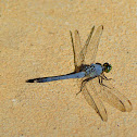 Blue Dasher