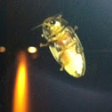 Firefly
