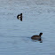 American Coots